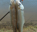 Вылов воблы и леща в Волге могут жестко ограничить