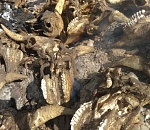 В Астраханской области останки животных хоронят как попало