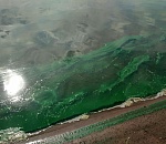 Водоросли, обнаруженные на астраханском пляже, опасны для здоровья