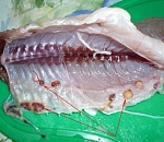 Пенза в шоке от опасной астраханской рыбы