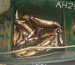 Рыбаки астраханского предприятия умыкнули полтонны рыбы из улова