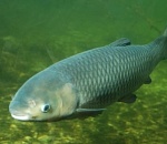 В астраханском природном парке задержали браконьера