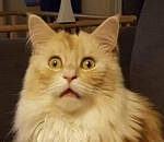 Читаем астраханский бюджет-2021 вместе!