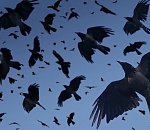 В Астрахани воронья стая напала на дошколят