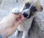 В Астрахани догхантер поджег щенка