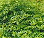 У астраханки изъяли более двух кило марихуаны