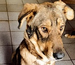 В Астрахани вынесли приговор живодеру, пырнувшему ножом собаку