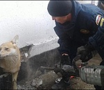 В Астрахани спасатели вызволили собаку из бетонного плена