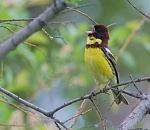 Записки астраханского натуралиста. «Новобранцы» Красной Книги. Продолжение