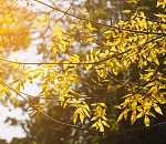 Распогодилось: тепло остается с астраханцами на всю неделю