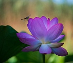 Записки астраханского натуралиста. Лотосы зацвели позднее, чем обычно