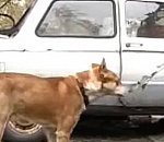 Астраханец, которому жена запретила заводить собаку, нашел выход