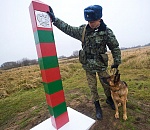 Груз в овечьей шкуре: пограничники задержали запрещенное сырье 