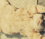 В последний день весны в Астрахань вернется 30-градусная жара