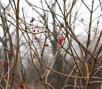 Легкий туман и слабые осади обещают астраханцам в понедельник
