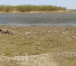 В авандельте Волги обнаружили большое скопление опасных китайских моллюсков 