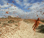  В Астраханской области саранча грозит уничтожить урожай 