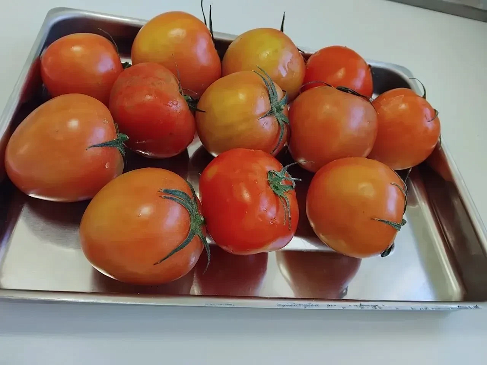 Вирус коричневой морщинистости нашли в томатах, поступивших в Астрахань