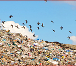 В астраханском заказнике обнаружили свалку