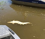 Дохлая рыба продолжает "плыть" вниз по Волге