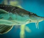 Астраханского инспектора ДПС подозревают в незаконном обороте осетров и икры