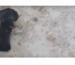 Свернули шею. Жители Ахтубинска сообщают о подростках, убивших птиц (ВИДЕО)