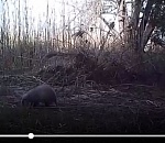 В Астрахани поймали увлеченного барсука и засняли его на видео