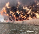 Пожары в Астраханском заповеднике ставят под угрозу нерест воблы и рыбы в целом 