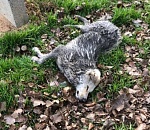 В Астрахани на улице Адмирала Нахимова потравили собак