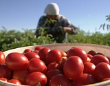 К концу лета Астраханская область собрала более полумиллиона тонн овощей