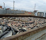 Под Астраханью полицейские остановили грузовик с пятью тоннами рыбы