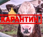 Под Астраханью установили карантин из-за бруцеллеза коров