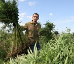 В Астрахани задержаны двое мужчин, собиравших коноплю вместе с 4-летним ребёнком