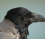 Астраханские власти ненавидят ворон и бакланов