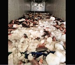 Под Астраханью полиция задержала фуру с 14 тоннами немаркированной рыбы