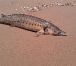 РФ и Иран высказались в Астрахани за запрет на лов осетровых на Каспии