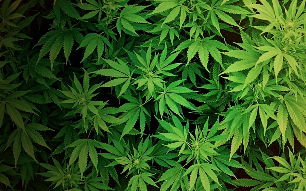 У 16-летнего астраханца нашли полкило марихуаны