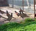 На астраханской дичеферме выпустили на волю около 400 фазанов