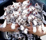 Не дельный обзор. Котов по осени считают