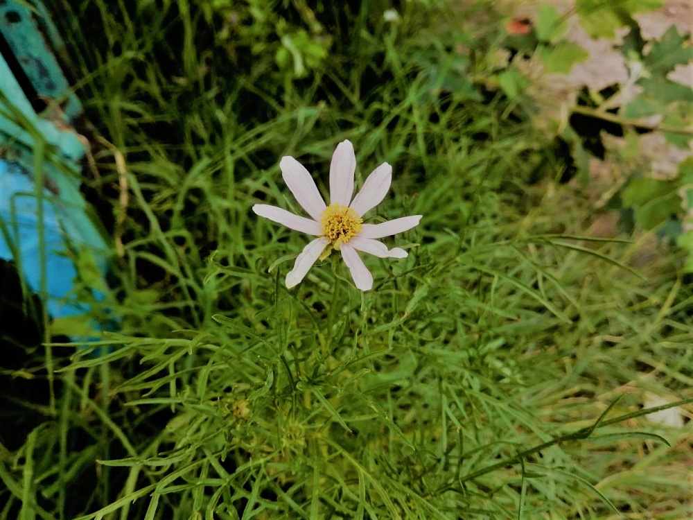 Завтра в Астраханской области установится знойная жара