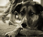 В Астрахани догхантер жестоко расправился с бездомным псом на глазах у детей