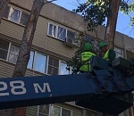 В Астрахани ворона терроризировала жителей многоэтажки