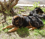 Численность бездомных собак в Астраханской области резко сократилась