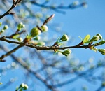 Короткая рабочая неделя начнется для астраханцев очень теплой погодой