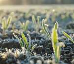 Астраханцев предупреждают о новых заморозках 