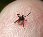 Двое астраханцев заболели Крымской геморрагической лихорадкой