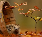 Первые дни осени в Астрахани будут теплыми, возможны дожди