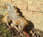 В Астрахани волонтеры пытаются выходить напрочь облысевшую бездомную собаку 