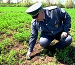 С начала года в Астраханской области установили карантин почти на миллионе гектаров земли