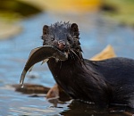 Записки астраханского натуралиста. Пушистый рыболов и охотник – норка американская